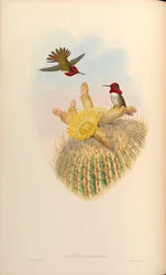 Selasphorus floresii = Selasphorus sasin x Selasphorus anna